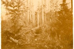 Wood Scene, Back of Astoria