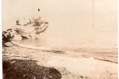 Driftwood and Water