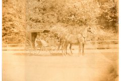 Two Horse Buggy