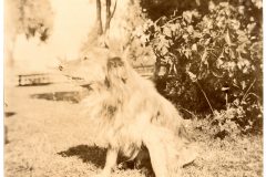 Dog on the Flavel House Lawn