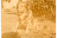 Dog on the Flavel House Lawn