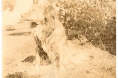 the Flavel Dog having it's photo taken