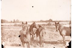 Four Horses in a pasture Four Horses in a pasture
