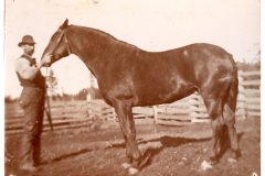Man with a horse