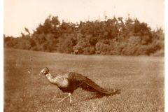 Peacock in a field Peacock in a field