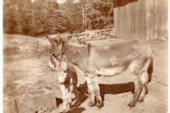 Donkey with Baby Donkey with Baby