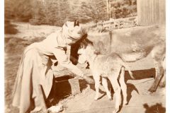 Woman petting a baby donkey Woman petting a baby donkey