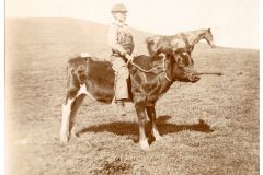 Boy riding a young cow Boy riding a young cow