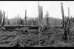 Spruce Division, Necannicum Operations Spruce Division, Necannicum Operations