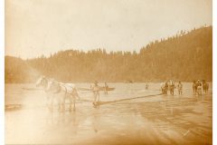 Horses seining in river