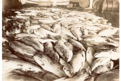 Pile of fish at cannery