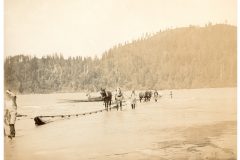 Seining Horses in River