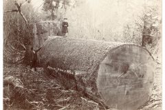 Child and Man with Large Spruce Child and Man with Large Spruce